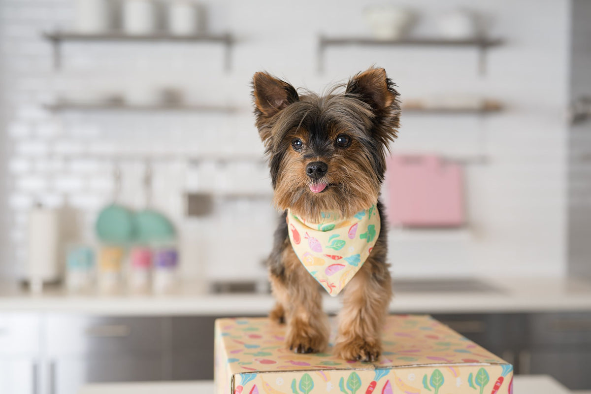 Yum Pup