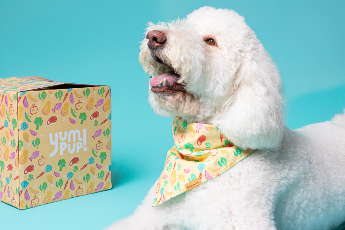 How to Transition Your Dog to Fresh Food: A Step-by-Step Guide