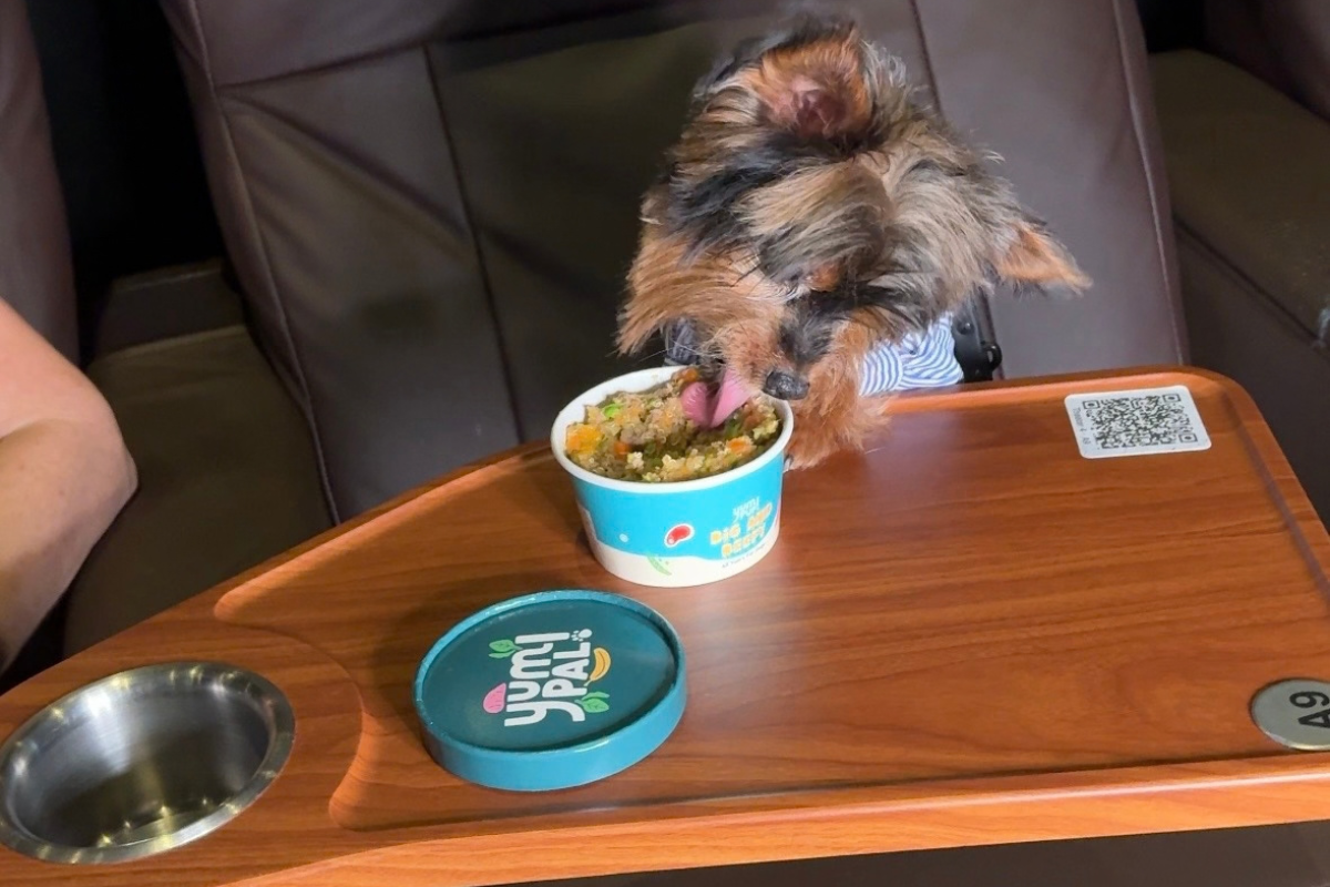 Paws on the Red Carpet: Yum Pal Celebrates Heart of the Beast