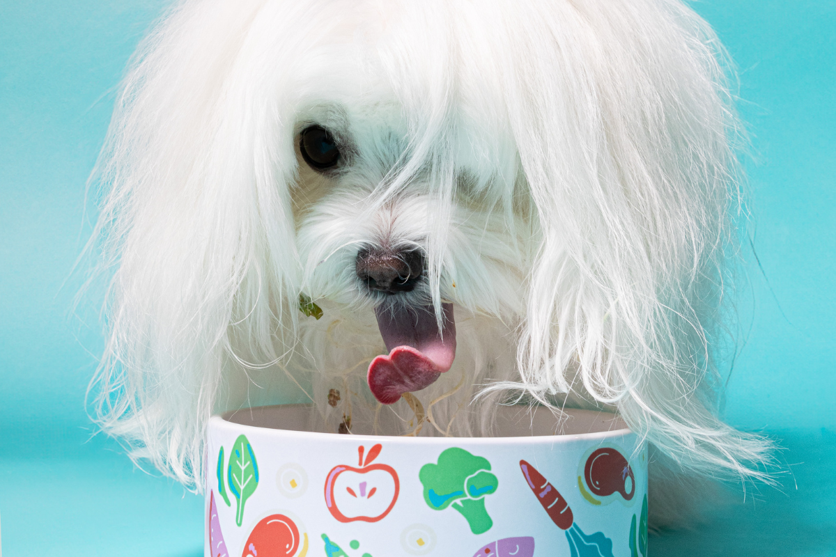 Is Fresh Dog Food Worth It? Here’s Why We Think So.