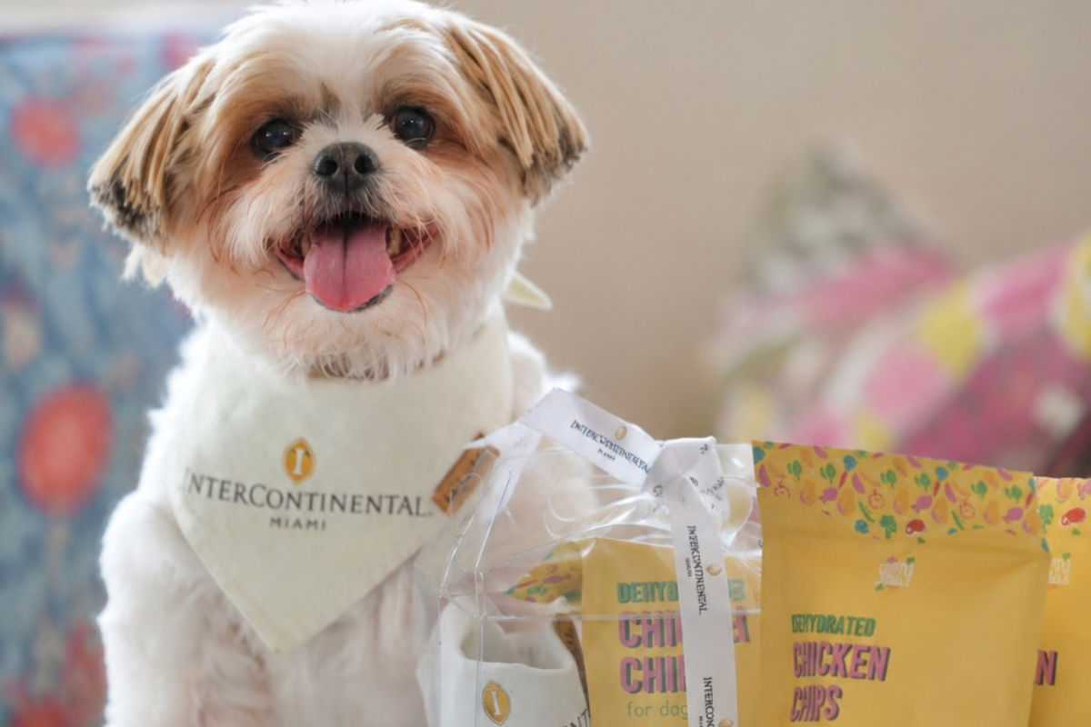 Pets & Points at InterContinental Miami: A Stay Worth Wagging About