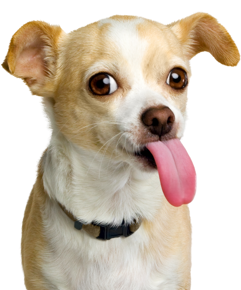 Shop with us – Yum Pup